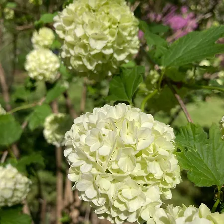 La Forge, Lieu Des Chevilloux Tatil Evi