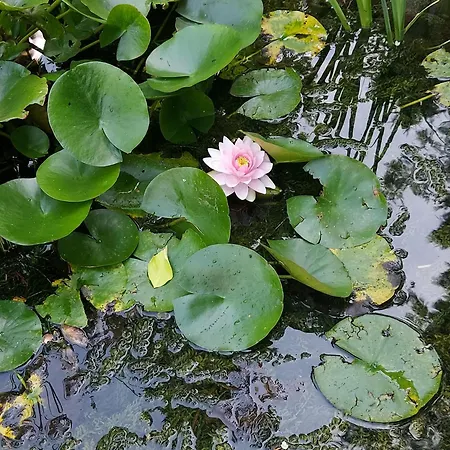 La Forge, Lieu Des Chevilloux Agris